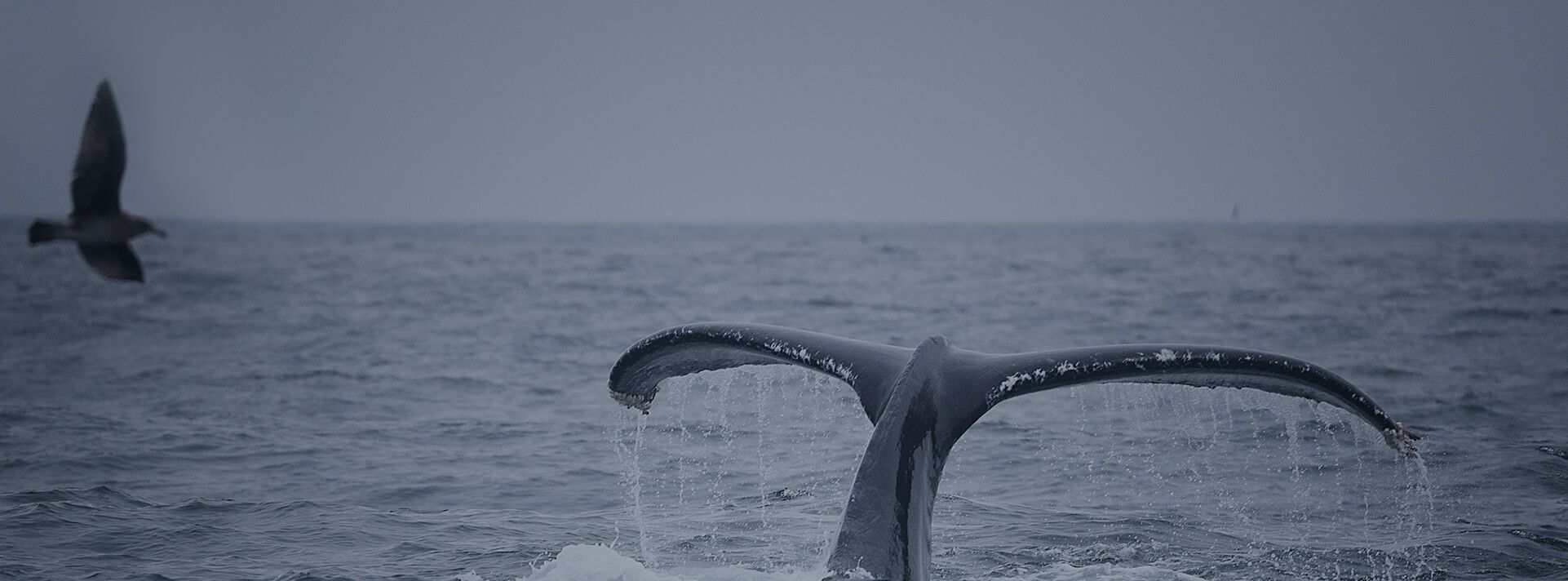 Laveurs de roues - MobyDick